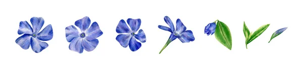 Akvarell Periwinkle Virágok Levelek Gyűjtemény Botanikai Illusztráció Kék Ibolya Virág — Stock Fotó