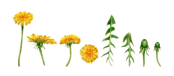 Kolekcja Akwarelowych Mniszek Ilustracja Botaniczna Żółtymi Kwiatami Mniszka Lekarskiego Zielonymi — Zdjęcie stockowe