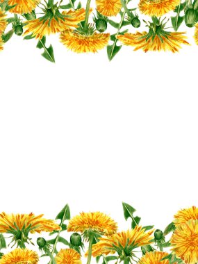 Karahindiba çiçekli ve yapraklı davetiye şablonu. Düğün, düğün, düğün, doğum günü, yıldönümü için sarı kır çiçekleriyle suluboya illüstrasyon, tarihi kaydet