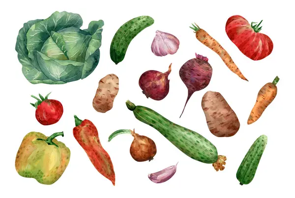 Sebze koleksiyonu. Salatalık, domates, patates, soğan, havuç, pancar kökü, sarımsak, lahana, kırmızı biber, kabak.