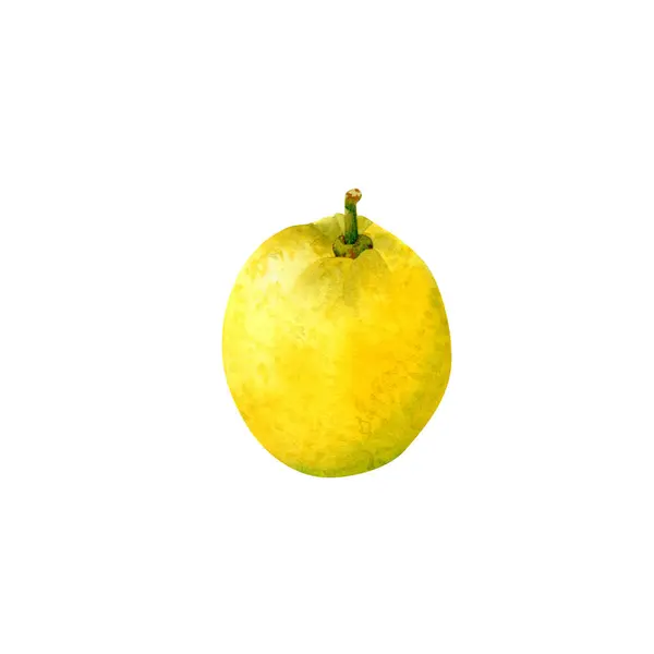 Botanik limon illüstrasyonu suluboya. Limon ve sarı meyveli el çizimi