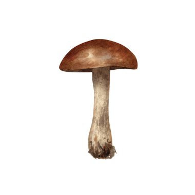 Suluboya porcini mantarı. Yenilebilir kahverengi mantar, sepet, huş boletus, etiketler için turuncu başlıklı boletus, tebrik kartları, hediyelik eşyalar, dekor.