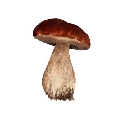 Suluboya porcini mantarı. Yenilebilir kahverengi mantar, sepet, huş çiçeği, etiketler için turuncu başlıklı boletus, tebrik kartları.