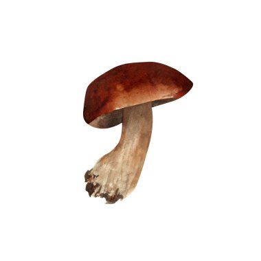 Suluboya porcini mantarı. Yenilebilir kahverengi mantarın botanik çizimi, sepet, huş ağacı boletusu, etiketler için turuncu başlıklı boletus