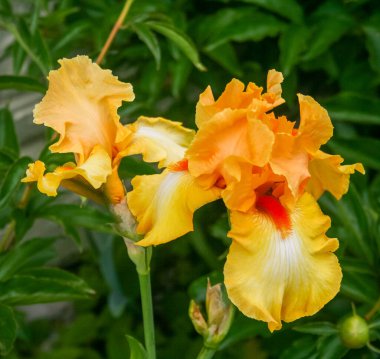 Çift Altın Gözlü Çiçek Yakından