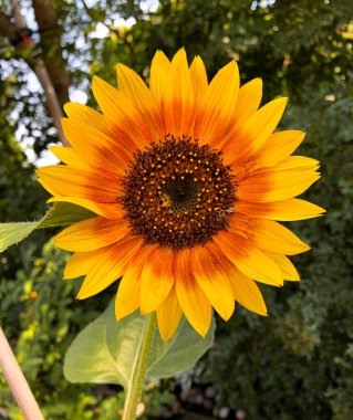 Ayçiçeği Çiçeği Yakın plan