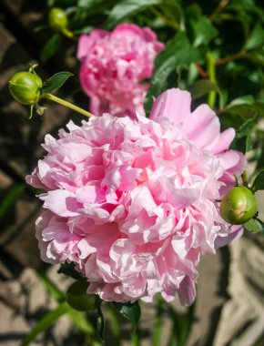 Arka planda ikinci bir çiçek açmış tomurcuklarla çevrili pembe bir Peony 'nin yakın çekimi..