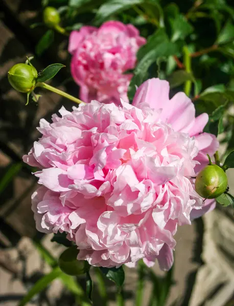 Arka planda ikinci bir çiçek açmış tomurcuklarla çevrili pembe bir Peony 'nin yakın çekimi..