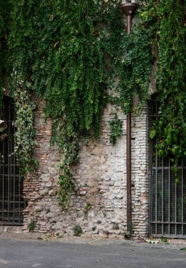 Roma 'daki geçitler arasındaki Antik Tuğla ve Taş Duvar' dan Aşağı İnen Asmalar