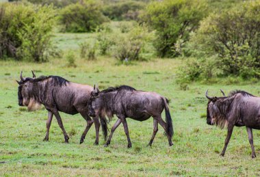 A Group of Wildebeest Wander the Plains of the Masai Mara in Kenya.