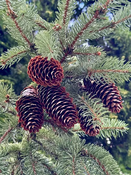 Köknar üzerinde koniler - ağaç