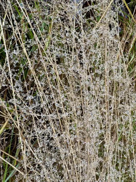 Çimenlerin üzerinde don.