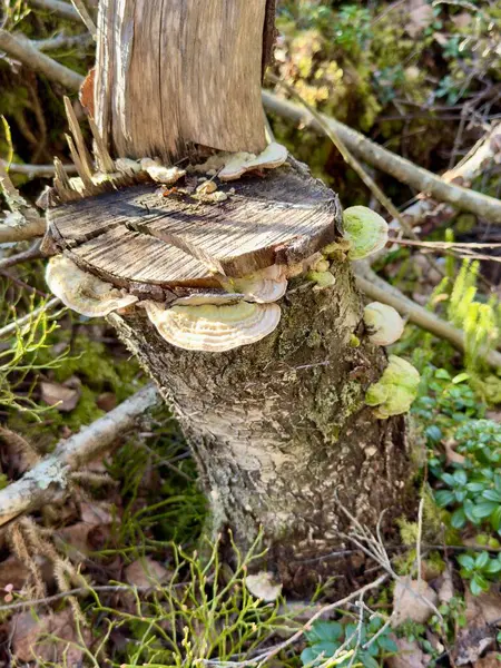 Ormandaki ağaç gövdesi ahşaptan yapılmış ve diğer mantarlarla birlikte ağaç kabuğu.