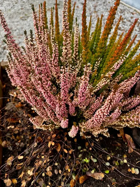Parktaki güzel çiçekler.