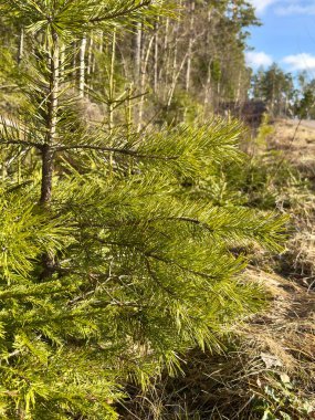 Genç ladin dalları güneşli bir günde kışın