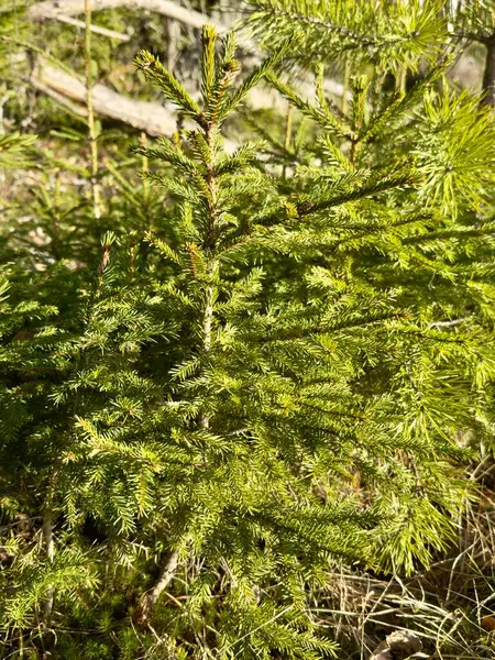Yakın çekim - Genç köknar dalları