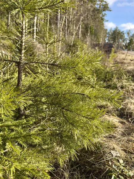 Genç ladin dalları güneşli bir günde kışın