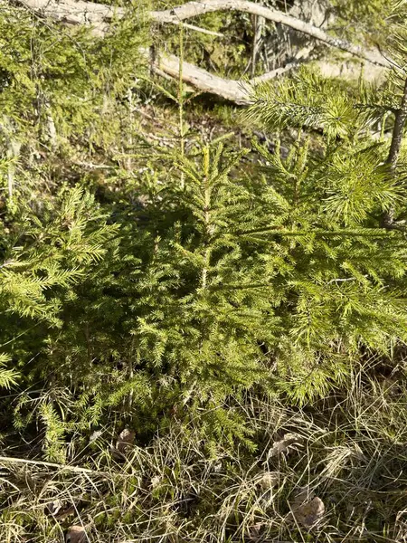 yeşil çam ağacı arka plan