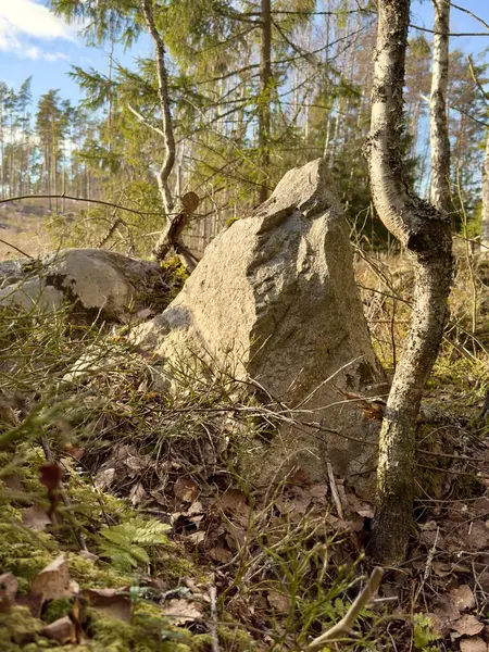 Dağlardaki güzel orman