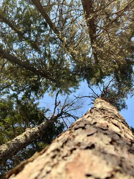 Ormandaki ağaç dalları, Flora