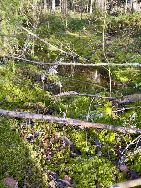 Yerde yosun olan bir ağacın dikey görüntüsü.