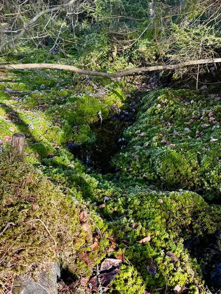 Ormanın arka planında yosunlu güzel bir şelalenin yakın plan çekimi.