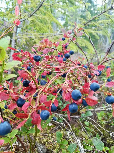 Ormandaki bir ağacın kırmızı meyveleri