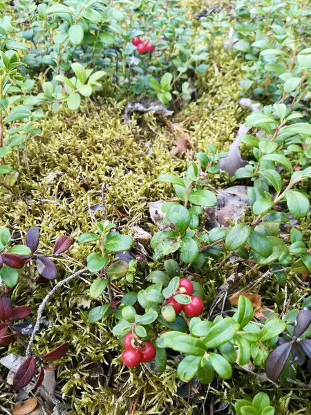 Ormanda kırmızı ve yeşil yosun