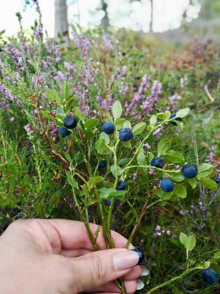 Güzel botanik fotoğrafı, doğal duvar kağıdı.