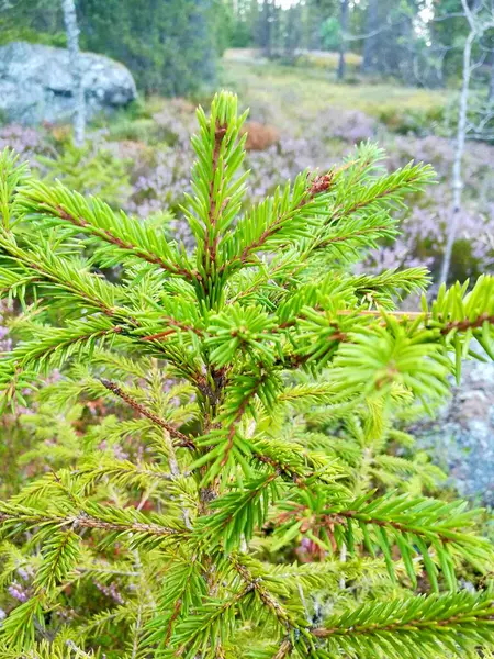 Ormanda güzel yeşil bir ağaç