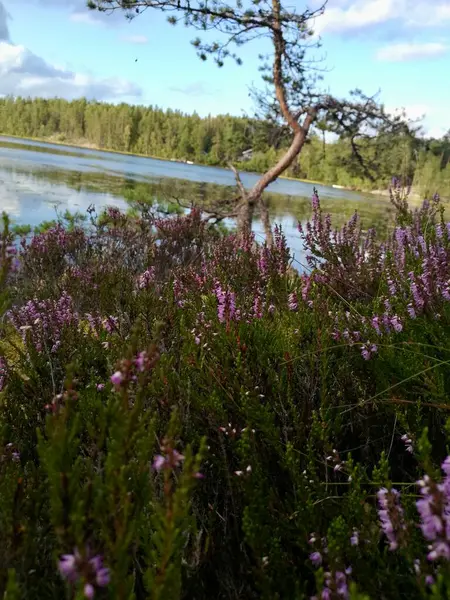 Çiçek açan fundalarla ve uzun çam ağaçlarıyla süslenmiş huzurlu bir göl kıyısına sahip nefes kesici doğal bir manzara. Çam ağaçlarının koyu yeşili ve açık mavi gökyüzü ile Heather kontrast 'ın canlı mor renkleri. 