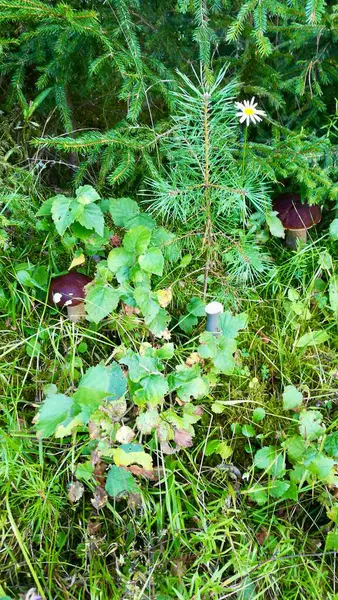 Bir demet mantarın yakın plan çekimi.