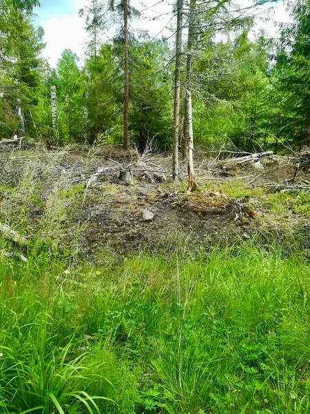Eski şehrin ormanı. Şehrin en güzel manzarası.