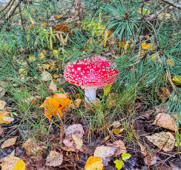 Sonbahar ormanında kırmızı sinek iç agarik.