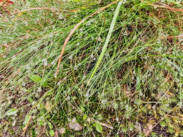 Çimen dokusu, bahçede yeşil çimen.