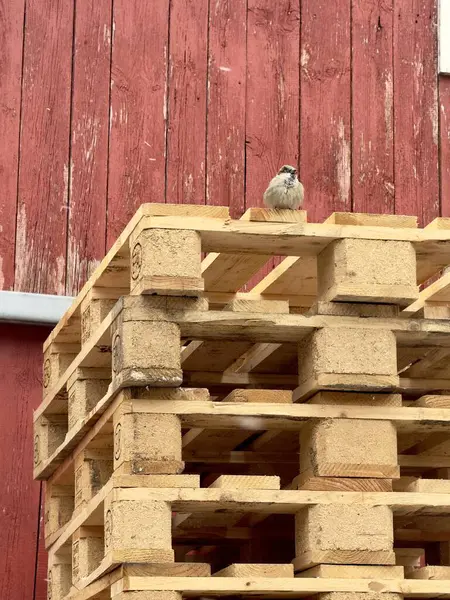 Serçeli ahşap bir ev.