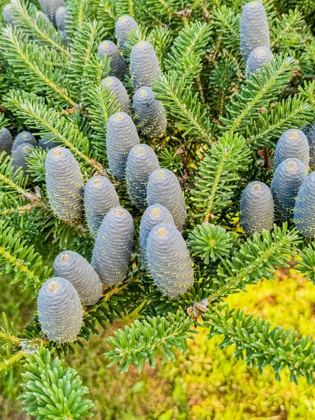 köknar ağacında çam kozalağı