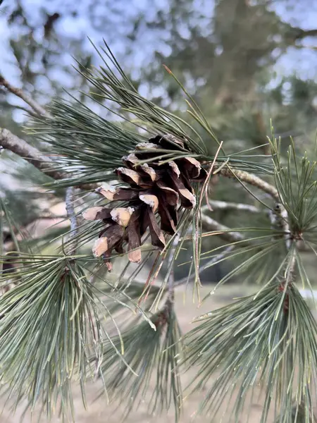 Yeşil kozalaklı çam ağacı dalı