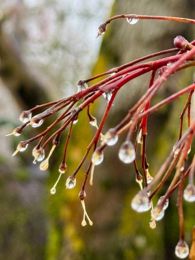 Sonbahar dallarına su damlaları