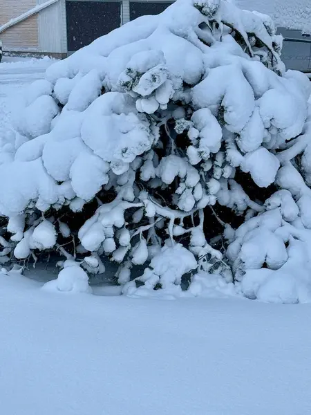 bushes fully covered in thick snow after a heavy snowfall. The branches bend under the weight of fresh snow, creating a serene winter landscape. Perfect for seasonal and nature themes.