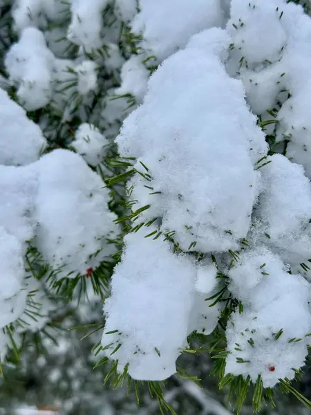 Güzel botanik fotoğrafı, doğal duvar kağıdı.