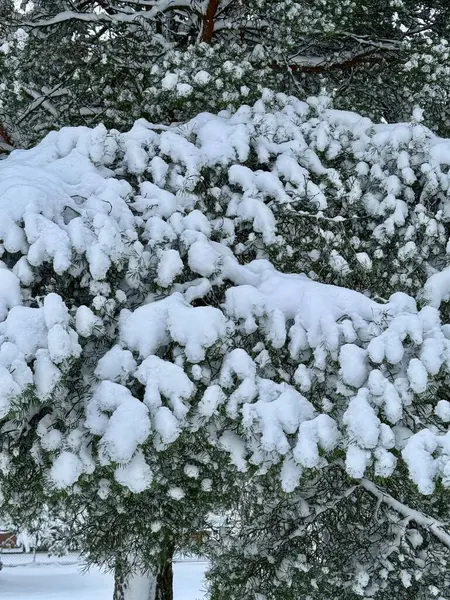 Karla kaplı ağaçlarla kaplı kış manzarası