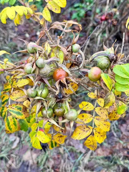 Yeşil ve kırmızı renkli olgunlaşmamış böğürtlenlerle dolu bir sonbahar gül ağacının yakın çekimi. Keskin dikenler ve canlı yapraklar. Sezonluk, botanik ve doğa temalı stok fotoğrafçılığı için mükemmel..
