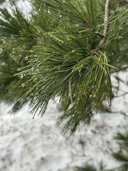 Çiy damlalı çam ağacı dalı