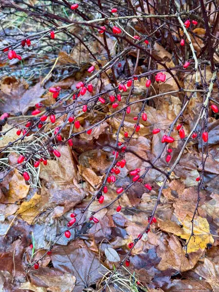Kırmızıüzümler sonbaharda çalılıklarda