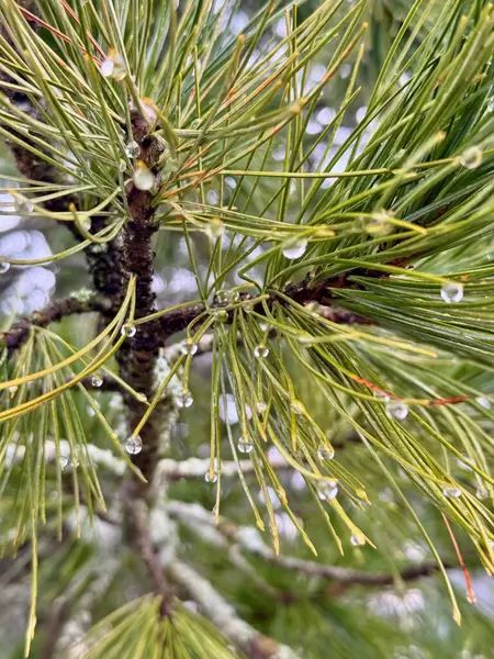 Yağmur damlaları ile yeşil çam ağacı