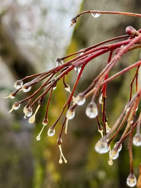 Sonbahar dallarına su damlaları