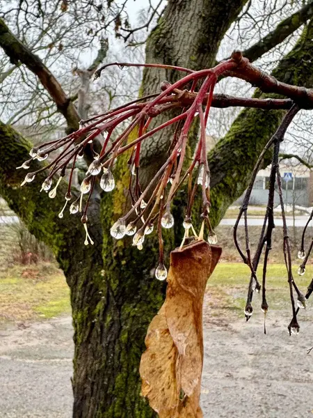 Kırmızı şemsiyeli bir ağaç