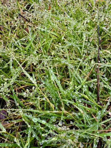 Çiy damlalı çimenler