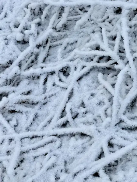 Kış manzarası, karla kaplı çimenler